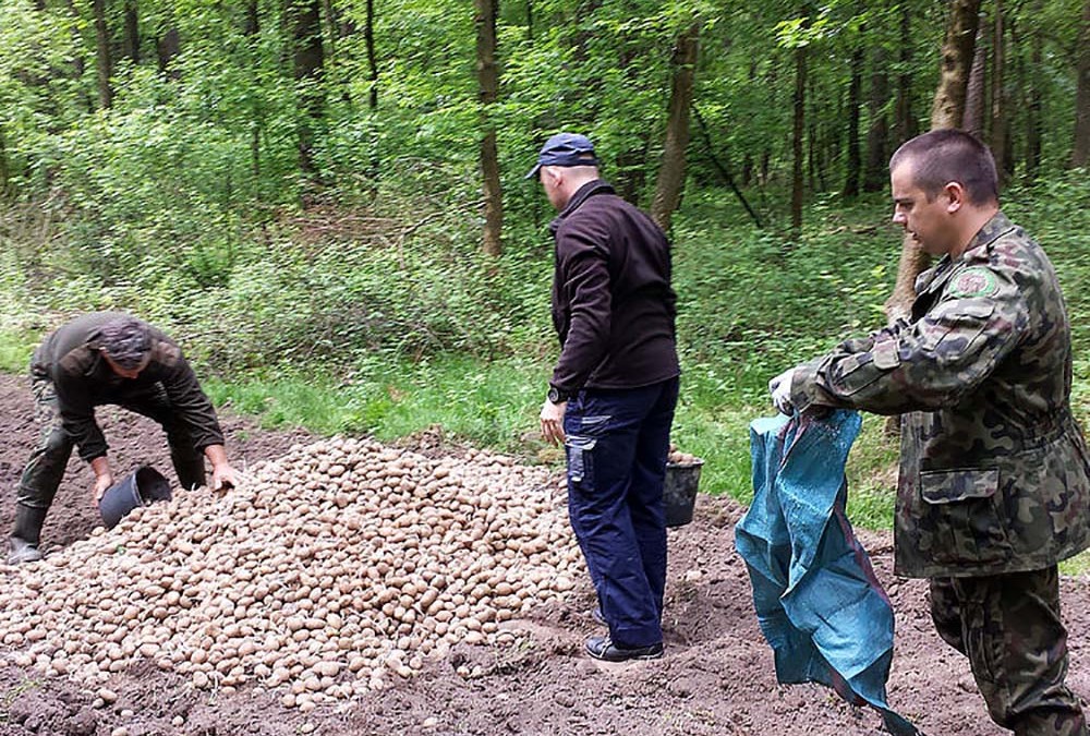 Dokarmianie zwierząt 2015